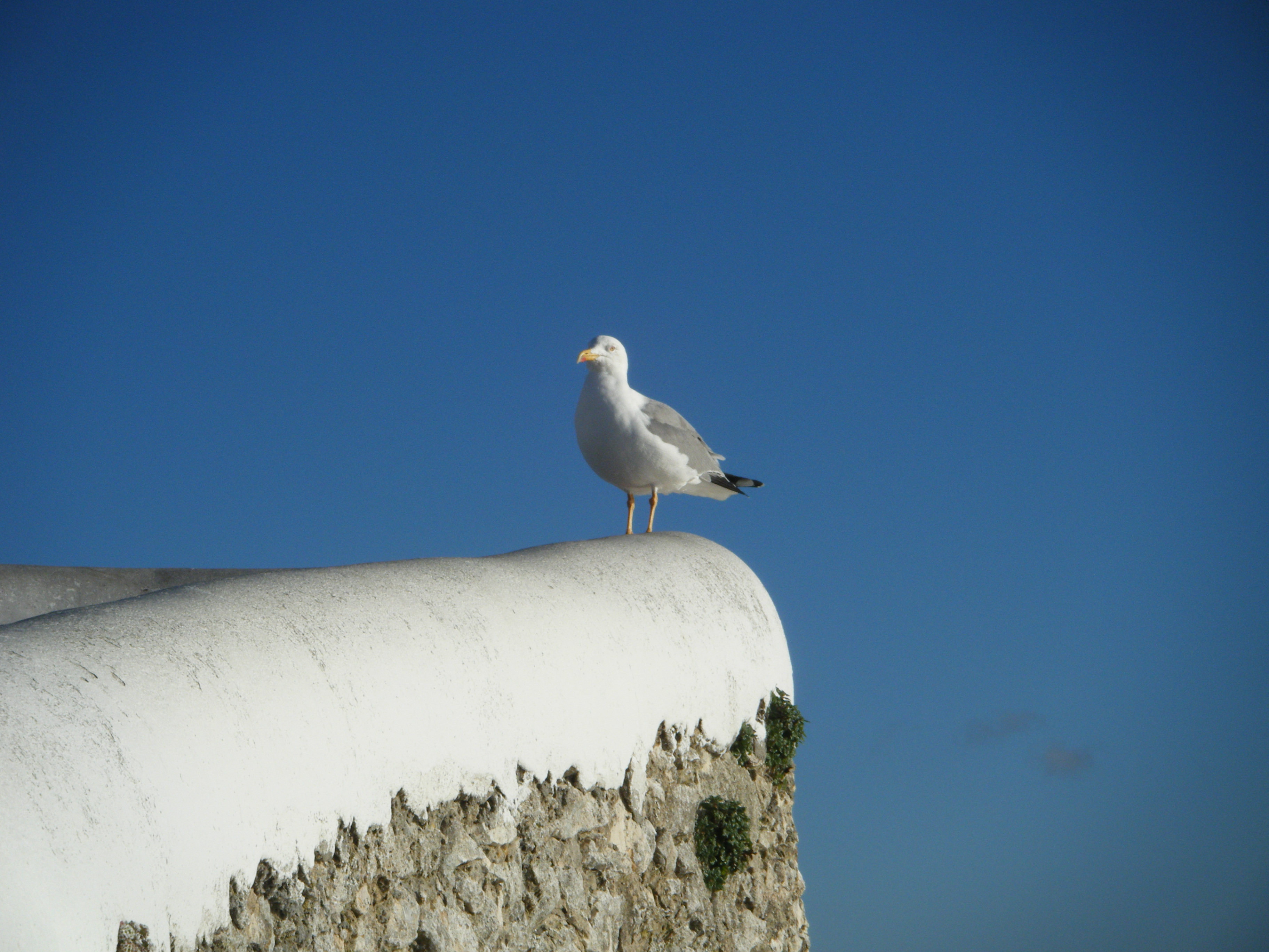 seagle